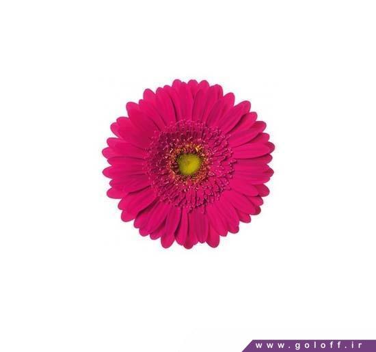 شاخه گل زیبا برای تولد - گل ژربرا مموری لین - Gerbera | گل آف